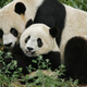 Illustration for article titled National Zoo Panda Pregnancy Mania Has Officially Begun